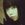 Yousei Teikoku