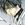 Kaikan Phrase