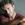 Vic Mignogna