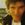 Gino Vanelli