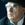 Van Morrison