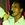 Walmir Alencar
