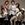 SS501