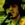 Mike Falzone