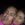 tinho_tricollor