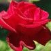 Anninha