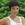 leticia