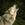 dagoth