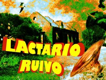 Novidades