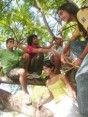Datura Reggae