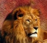 ZION FLAG