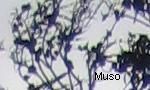 Muso
