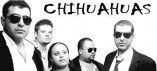 Chihuahuas