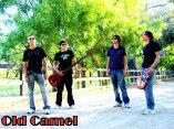 Old Camel