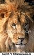 REVOLU��O CRIST�