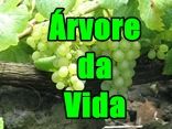 ÁRVORE DA VIDA