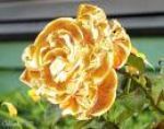 Rosa de Fogo