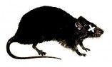Raticida