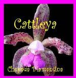 Cattleya
