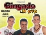 FORRÓ GINGADO NOVO