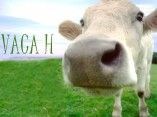 Vaca H