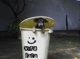Vira-Lata